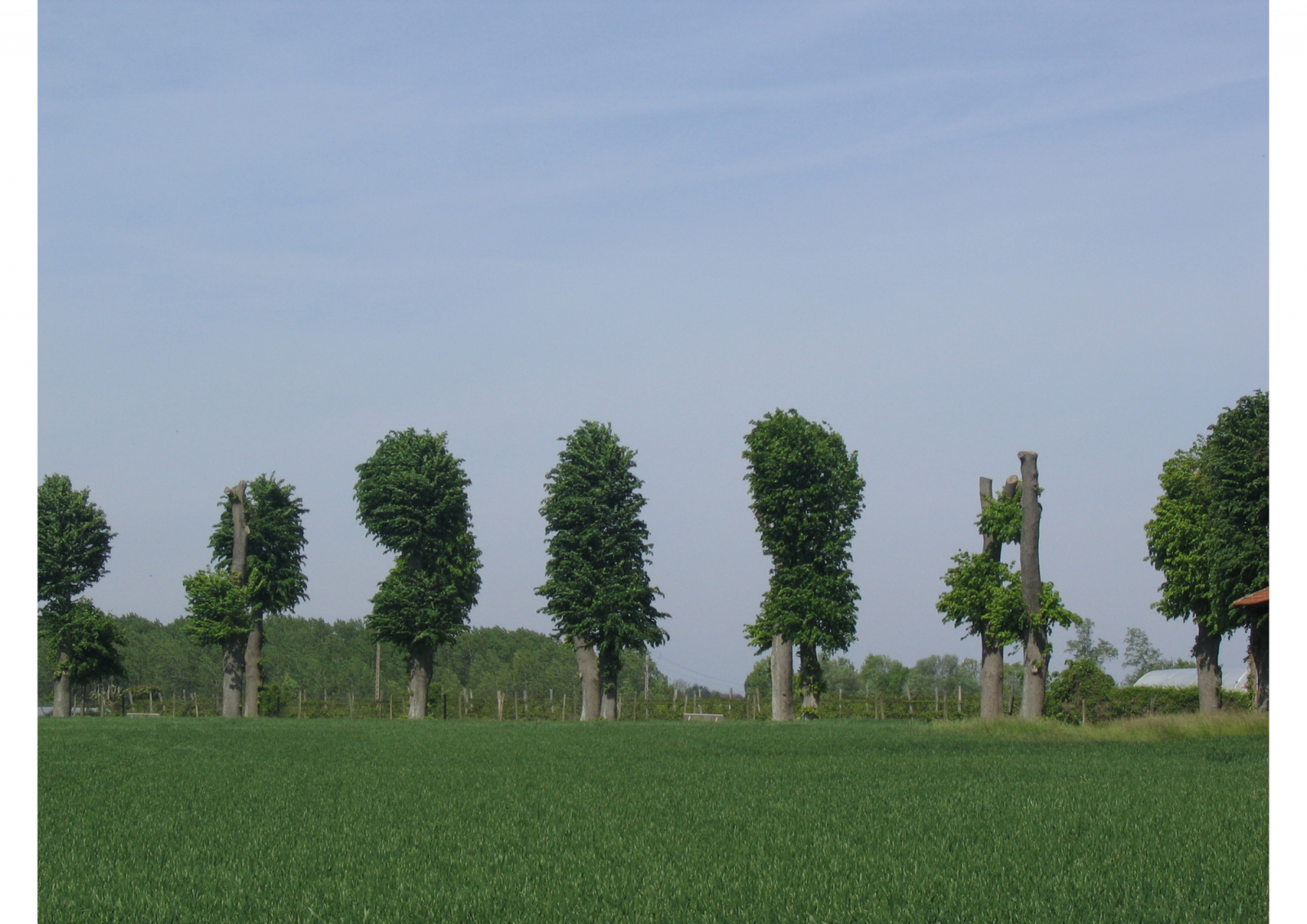 Taille drastique et dépérissement avancé des arbres. © Ophélie Touzé. Taille drastique et dépérissement avancé des arbres. © Ophélie Touzé.