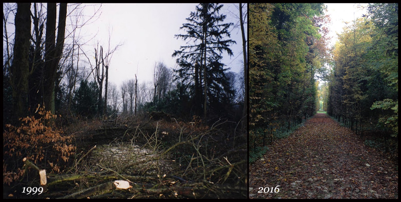 Régénération forestière des bosquets de Champs-sur-Marne détruits par la tempête du 26 décembre 1999. © JM Sainsard